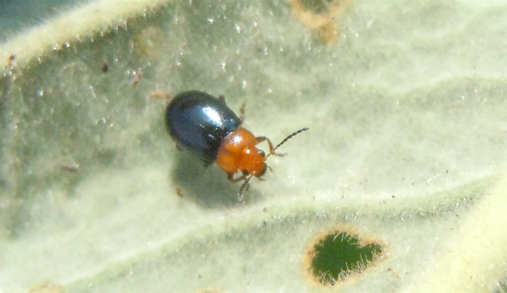 Coppietta su Malvacea: Podagrica sp.